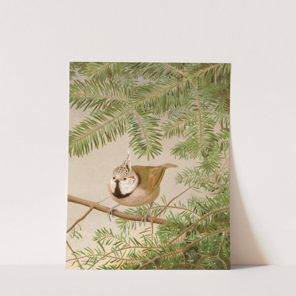 Mésange Huppée by Léo-Paul Robert