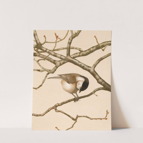 Mésange Nonnette by Léo-Paul Robert