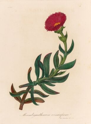 Mesembryanthemum acinaciforme (1818-1824)