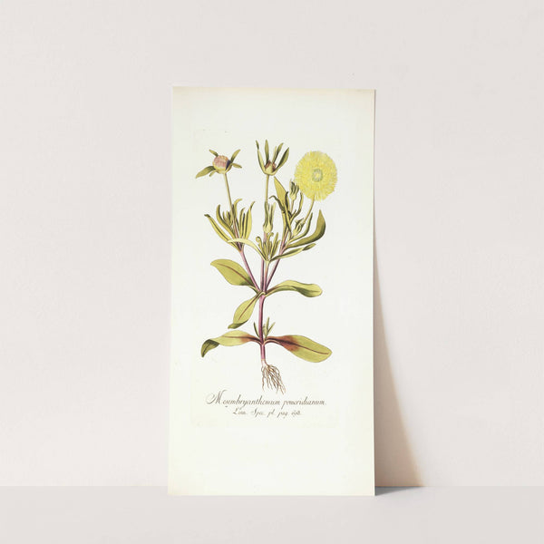 Mesembryanthemum pomeridianum by Nikolaus Joseph Freiherr von Jacquin