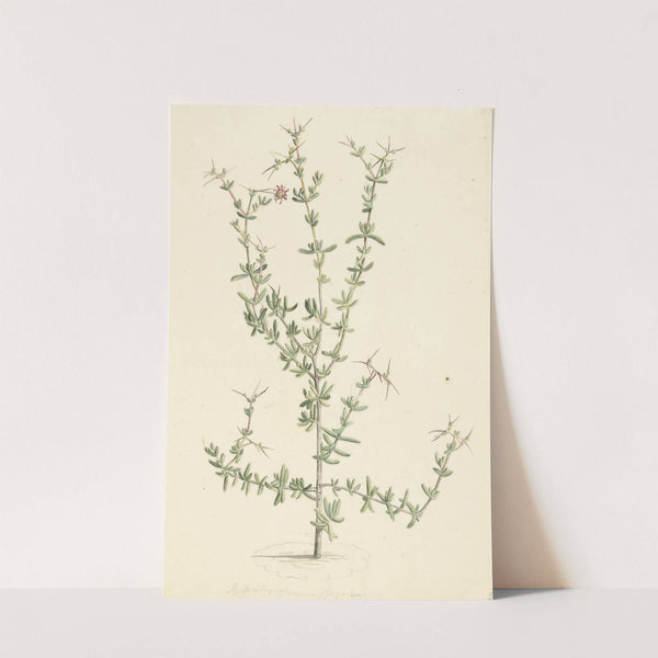 Mesembryanthemum spinosum by Laurens Vincentsz. van der Vinne