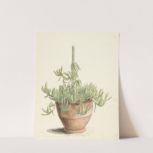 Mesembryanthemum uit de familie der Aizoaceae by Laurens Vincentsz. van der Vinne