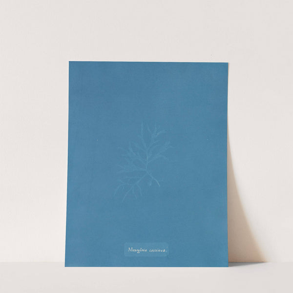 Mesogloia coccinea (1843-1853) by Anna Atkins