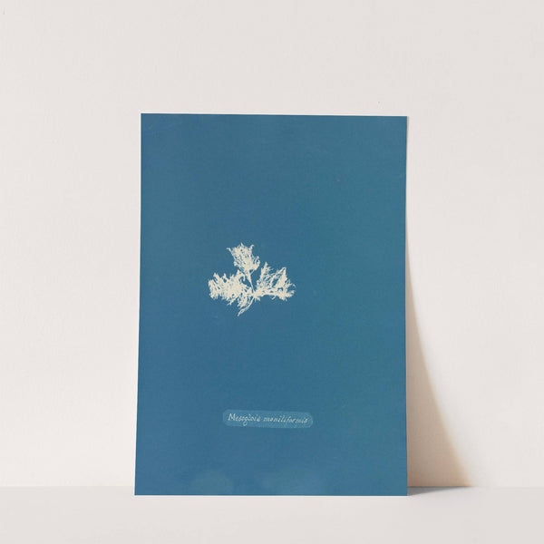 Mesogloia moniliformis. (1843-1853) by Anna Atkins