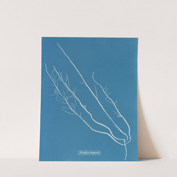 Mesogloia purpurea (1843-1853) by Anna Atkins