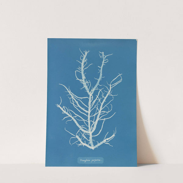 Mesogloia purpurea. (1843-1853) by Anna Atkins