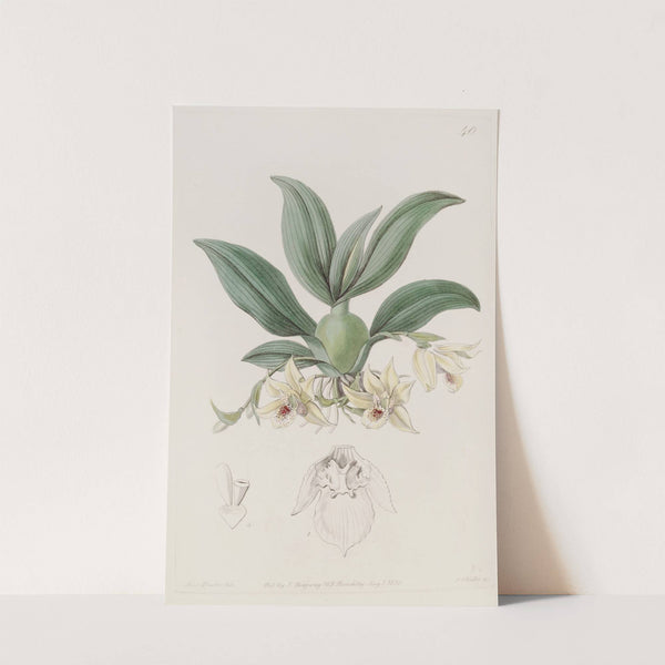 Messrs. Rollisson's Maxillaria by Sydenham Edwards
