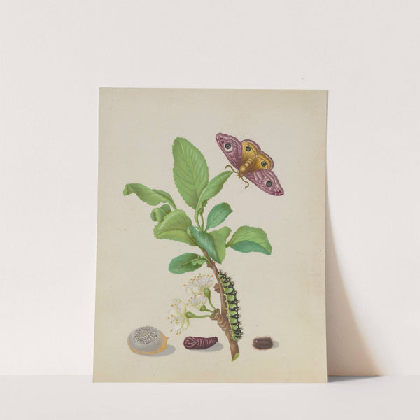 Metamorphosis of a Small Emperor Moth on a Damson Plum, plate 13 of the Caterpillar Book (1679) by Maria Sibylla Merian