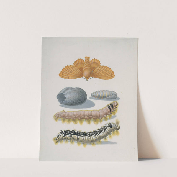 Metamorphosis of the Lappet by Maria Sibylla Merian