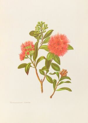Meterosideros Florida