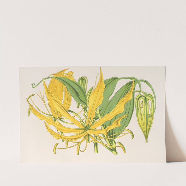 Methonica grandiflora by Charles Antoine Lemaire