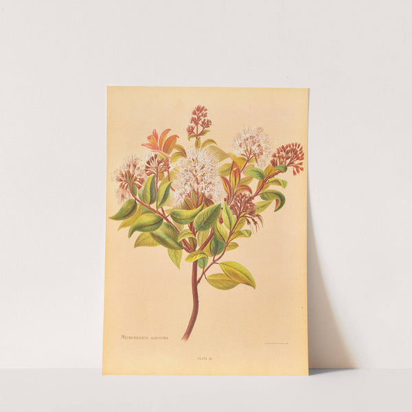 Metrosideros Albiflora by Georgina Burne Hetley