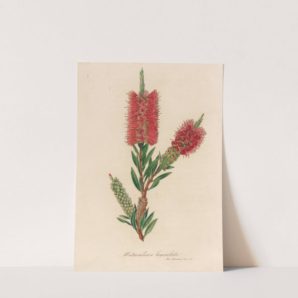 Metrosideros lanceolata (1818-1824) by Gaetano Savi