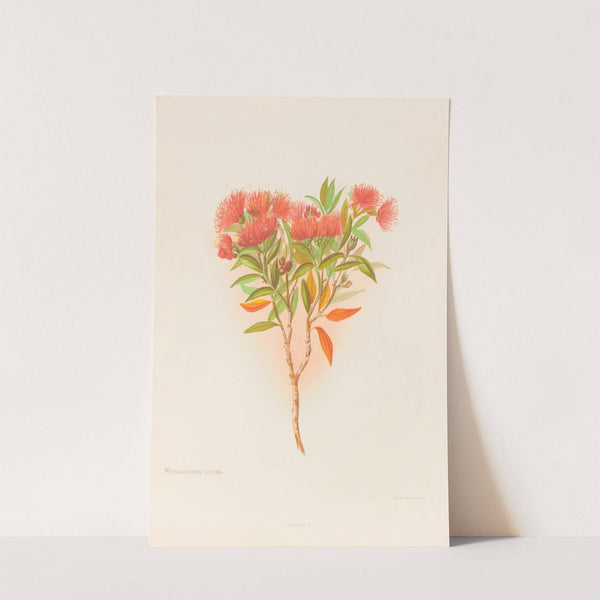 Metrosideros Lucida by Georgina Burne Hetley