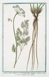 Meum foliis Anethi – Foeniculum alpinum perenne – Meo barbuto – Le Meun. (Fennel)