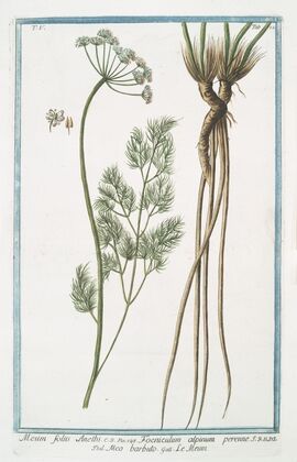 Meum foliis Anethi – Foeniculum alpinum perenne – Meo barbuto – Le Meun. (Fennel)