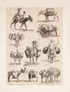 Mexican burros (1889)