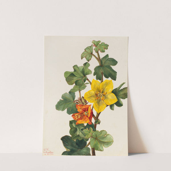 Mexican Fremontia (Fremontodendron mexicanum) (1926) by Mary Vaux Walcott