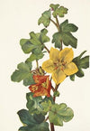 Spotted Cyrtopodium. Cyrtopodium punctatum