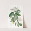 Mexican Hawthorn by Sydenham Edwards