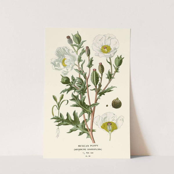 Mexican Poppy (1896-1897) by Edward Step