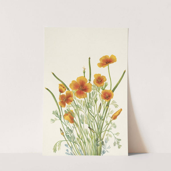 Mexican Poppy. Eschscholtzia mexicana (1925) by Mary Vaux Walcott