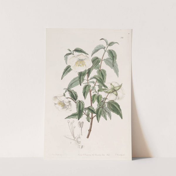Mexican Syringa by Sydenham Edwards