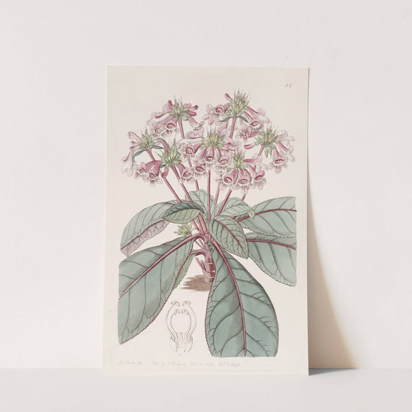 Mexican Tetranema by Sydenham Edwards