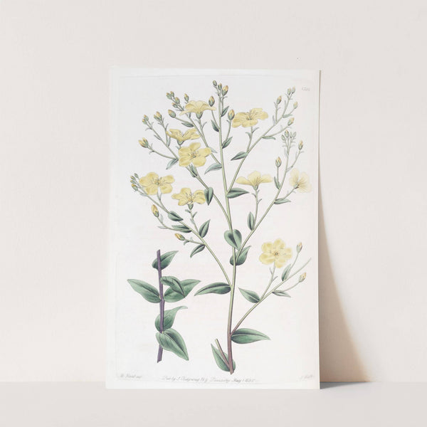 Mexiccan Flax by Sydenham Edwards