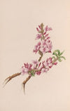 Mezereon