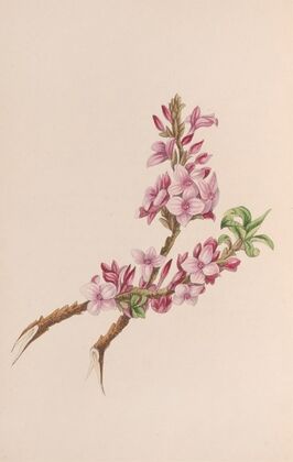Mezereon