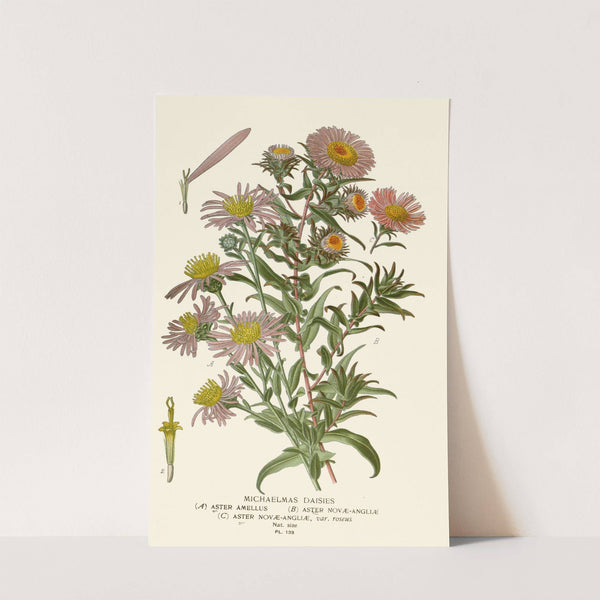 Michaelmas Daisies (1896-1897) by Edward Step