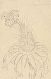 Michauxia Campanuloides
