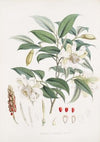 Michelia Cathcartii, H.f. et T. (1855)