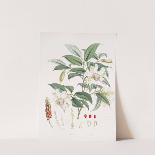 Michelia Cathcartii, H.f. et T. (1855) by Walter Hood Fitch