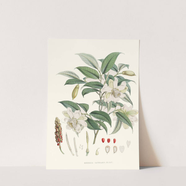 Michelia Cathcartii, H.f. et T. (1855) by Walter Hood Fitch