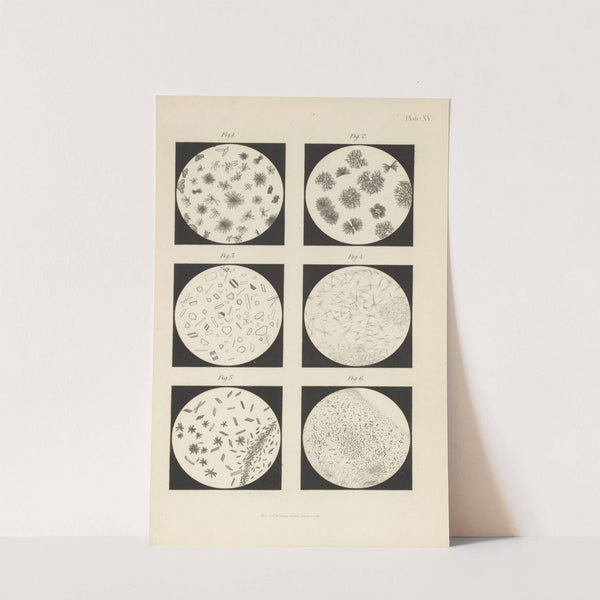 Micro-Chemistry of Poisons Pl.15 (1885) by Theodore George Wormley