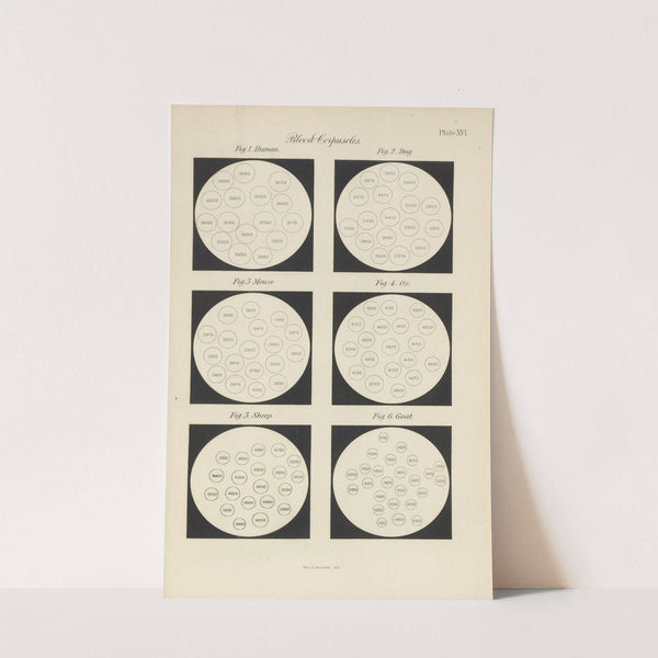 Micro-Chemistry of Poisons Pl.16 (1885) by Theodore George Wormley
