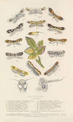 Micro-Lepidoptera Or Leaf Miners