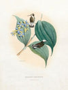 Microchera Albocoronata (1874-1877)