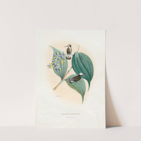 Microchera Albocoronata (1874-1877) by Paul Eugène Mesplès