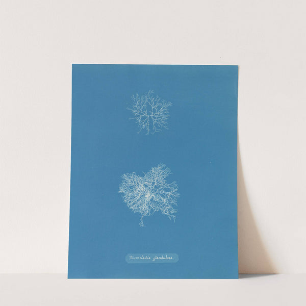 Microcladia glandulosa (1843-1853) by Anna Atkins