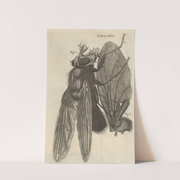 Microscopic view of a blue fly by Robert Hooke