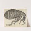Microscopic view of a flea by Robert Hooke