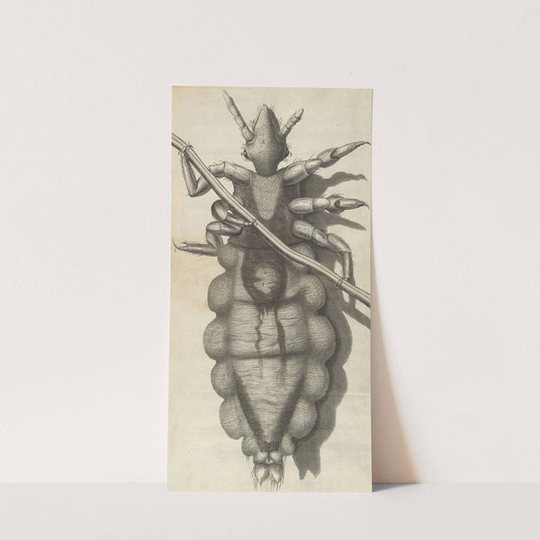 Microscopic view of a louse by Robert Hooke