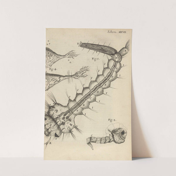 Microscopic view of a water-insect or gnat by Robert Hooke