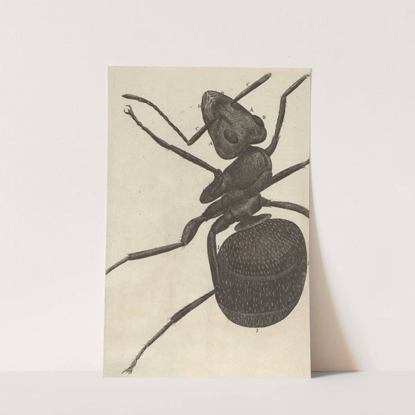 Microscopic view of an ant or pismire by Robert Hooke