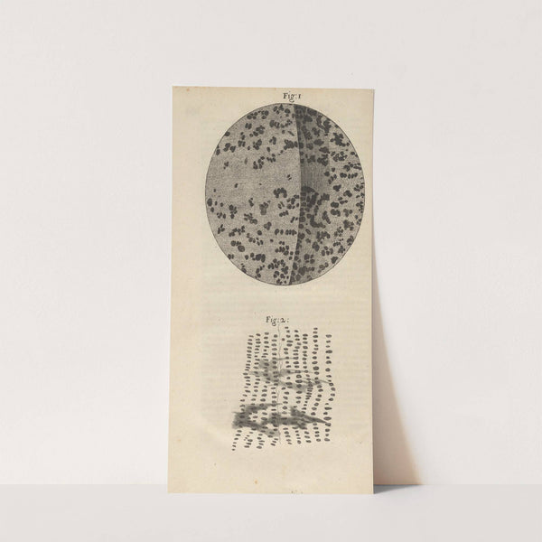 Microscopic view of charcoal and petrified wood by Robert Hooke