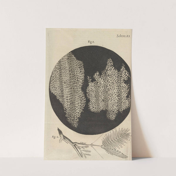 Microscopic view of cork and sprouts by Robert Hooke