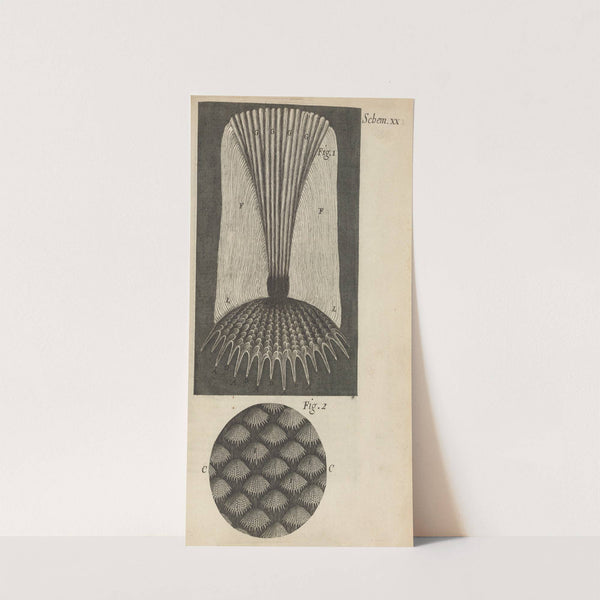 Microscopic view of fish scales by Robert Hooke